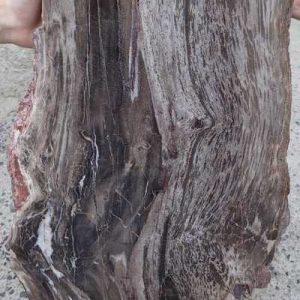 Versteinertes Holz