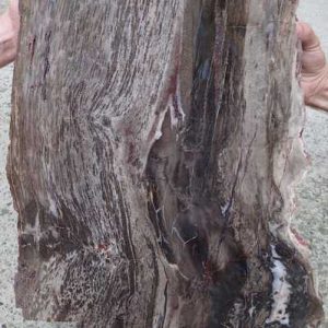 Versteinertes Holz