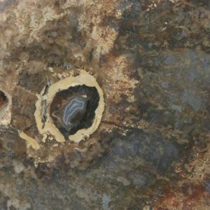 Versteinertes Holz
