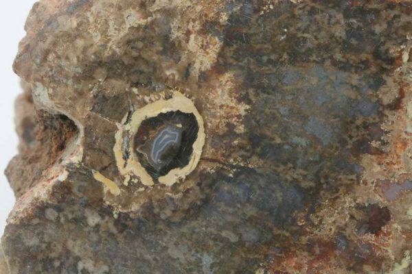 Versteinertes Holz