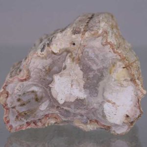 Versteinertes Holz