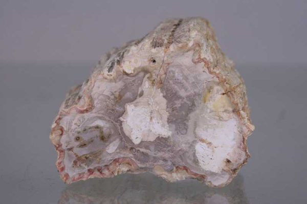 Versteinertes Holz