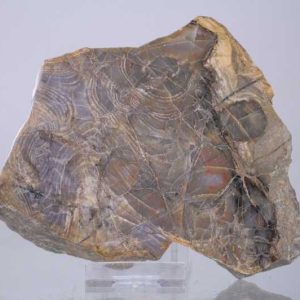 Stromatolithen