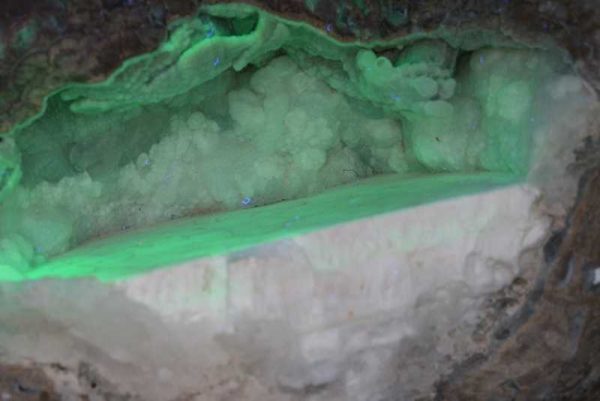 Hyolith – Bild 2