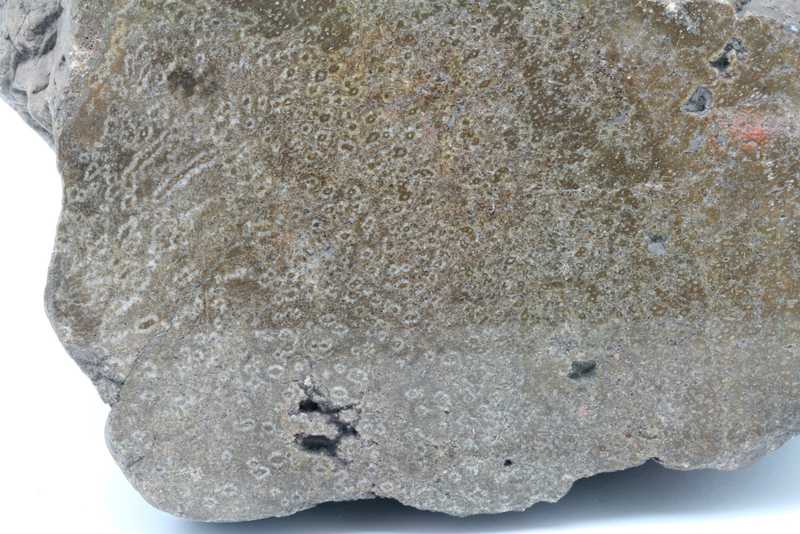 Araukarit – Bild 2