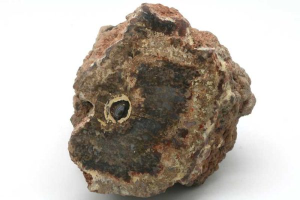 Versteinertes Holz – Bild 2