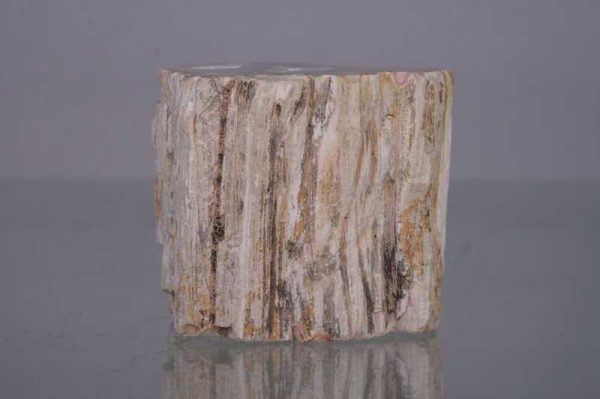 Versteinertes Holz – Bild 2