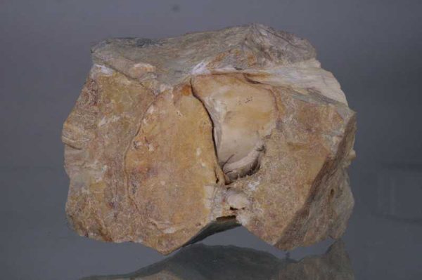 Opalisiertes Holz – Bild 2