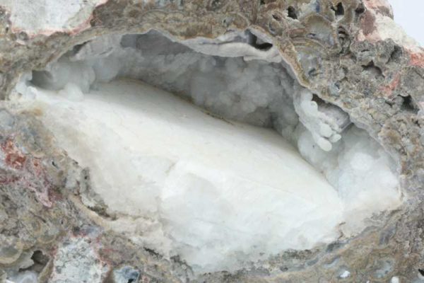 Hyolith – Bild 3