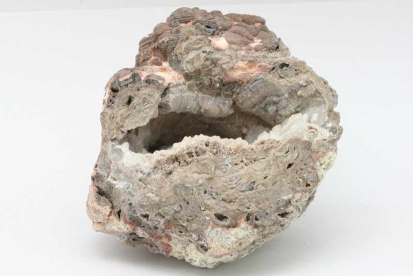 Hyolith – Bild 3