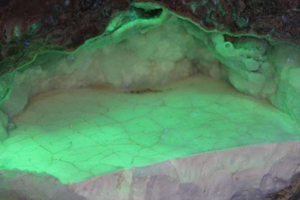 Hyolith – Bild 5