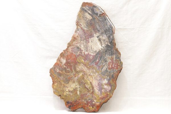Opalisiertes Holz