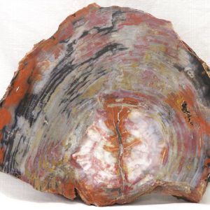 Opalisiertes Holz