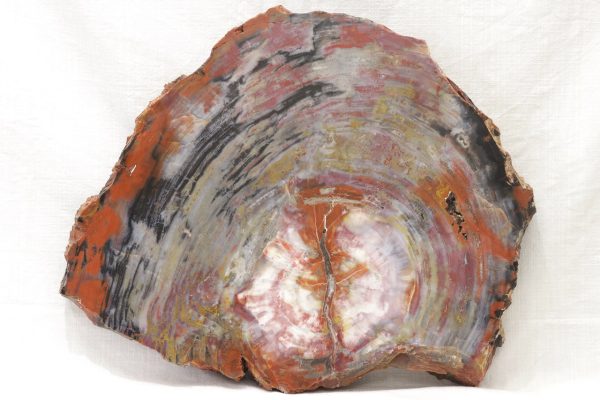 Opalisiertes Holz