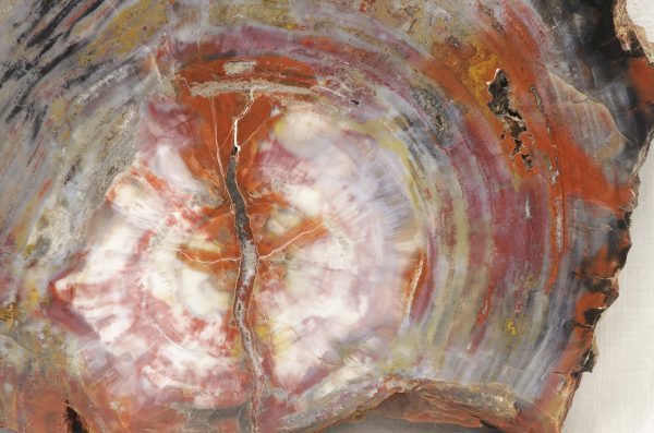 Opalisiertes Holz – Bild 4