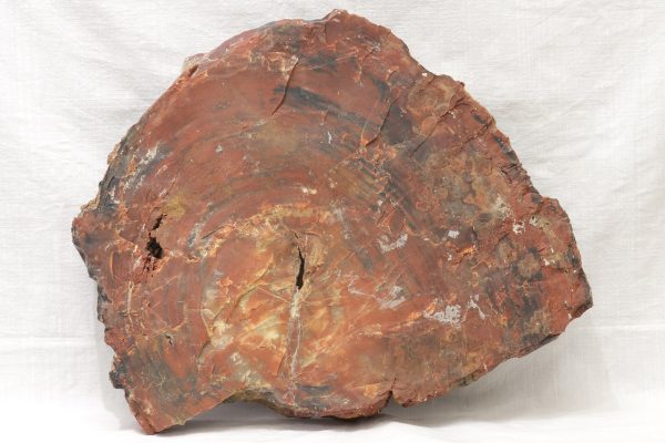 Opalisiertes Holz – Bild 5