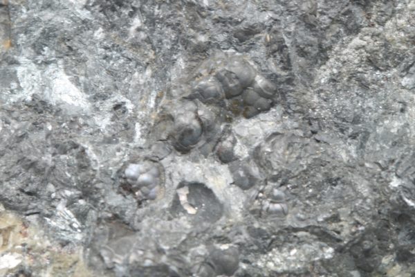 Allemontit, Antimonit – Bild 5