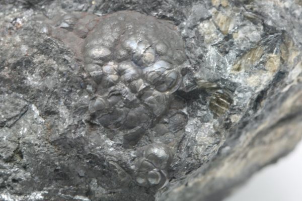 Allemontit, Antimonit – Bild 6