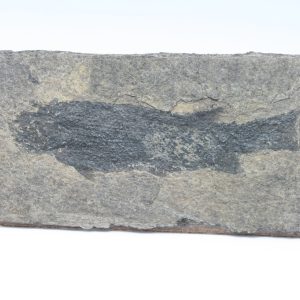 Versteinerter Fisch