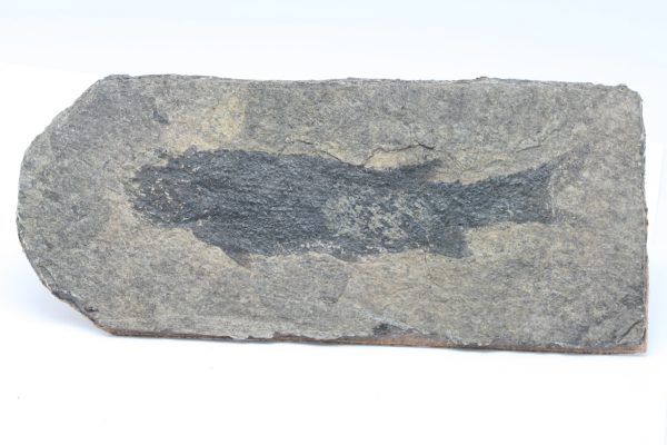 Versteinerter Fisch