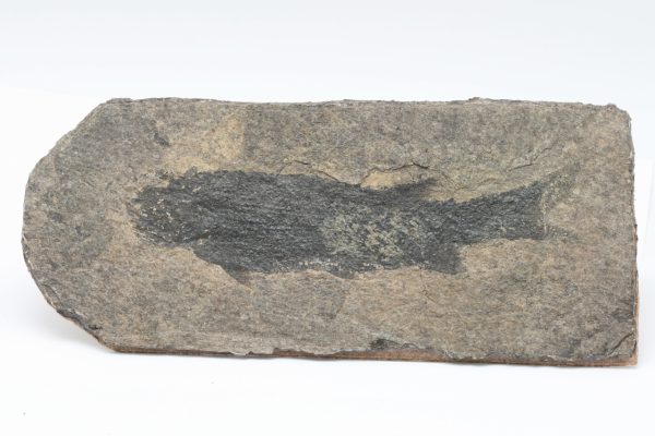 Versteinerter Fisch – Bild 2