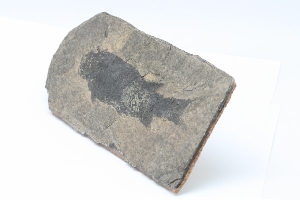 Versteinerter Fisch – Bild 4