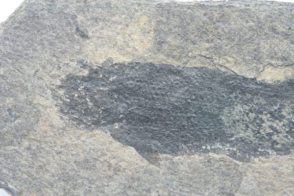 Versteinerter Fisch – Bild 5