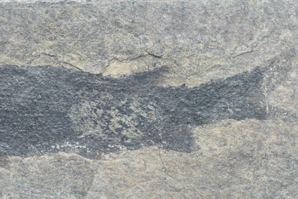Versteinerter Fisch – Bild 7