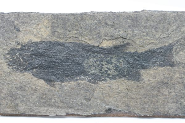 Versteinerter Fisch – Bild 8
