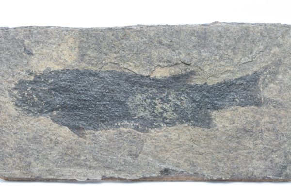 Versteinerter Fisch – Bild 9