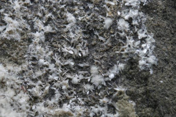 Ferrierit - NH4 – Bild 5