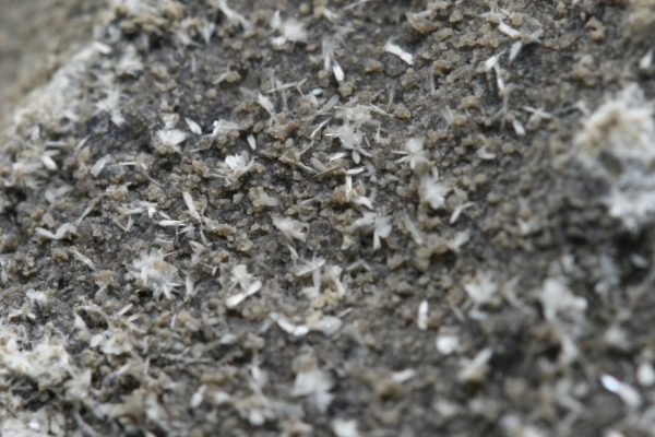 Ferrierit - NH4 – Bild 6