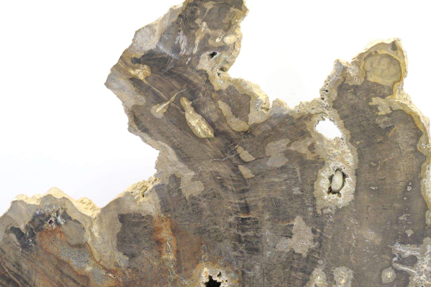 Araukarit – Bild 5