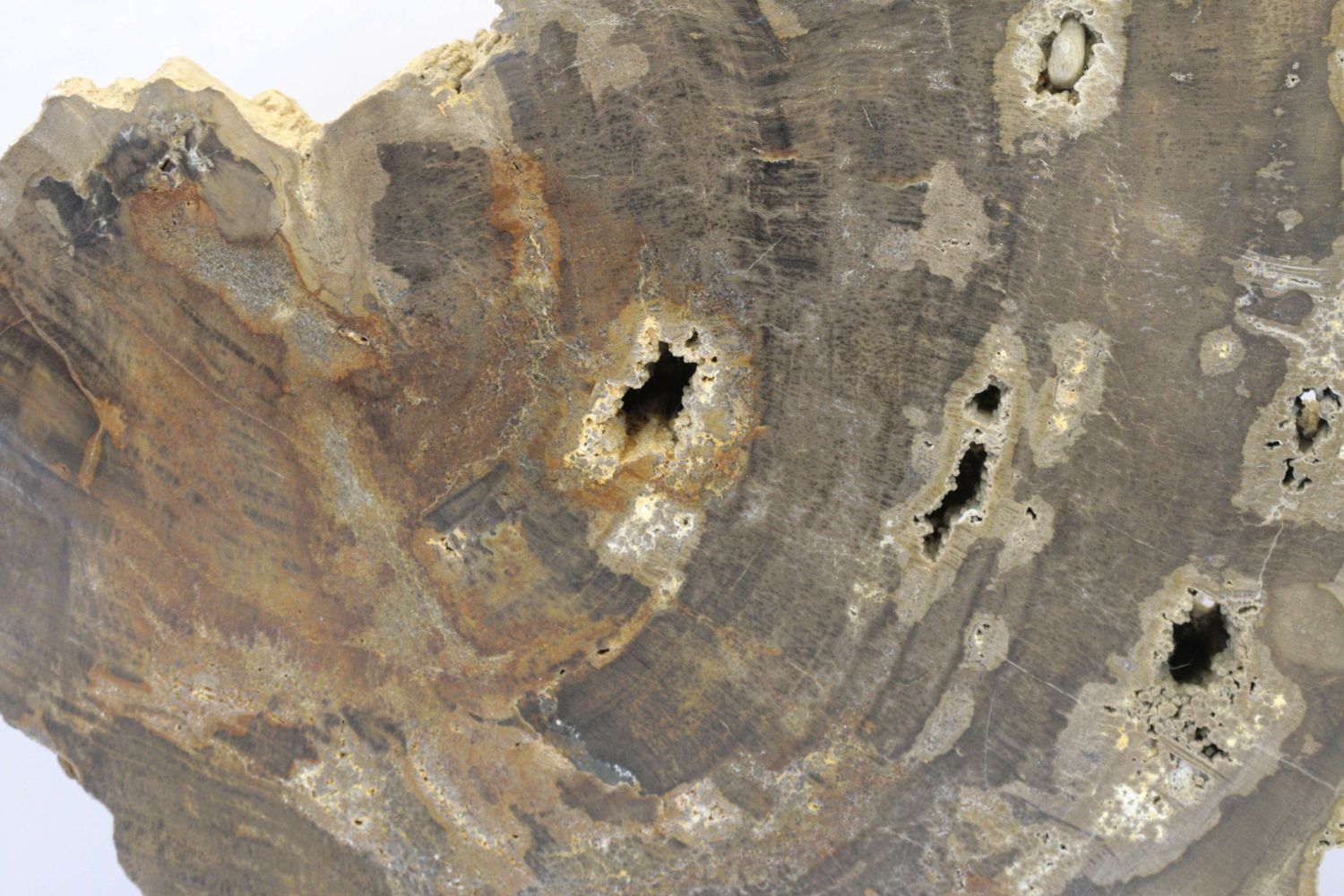 Araukarit – Bild 3