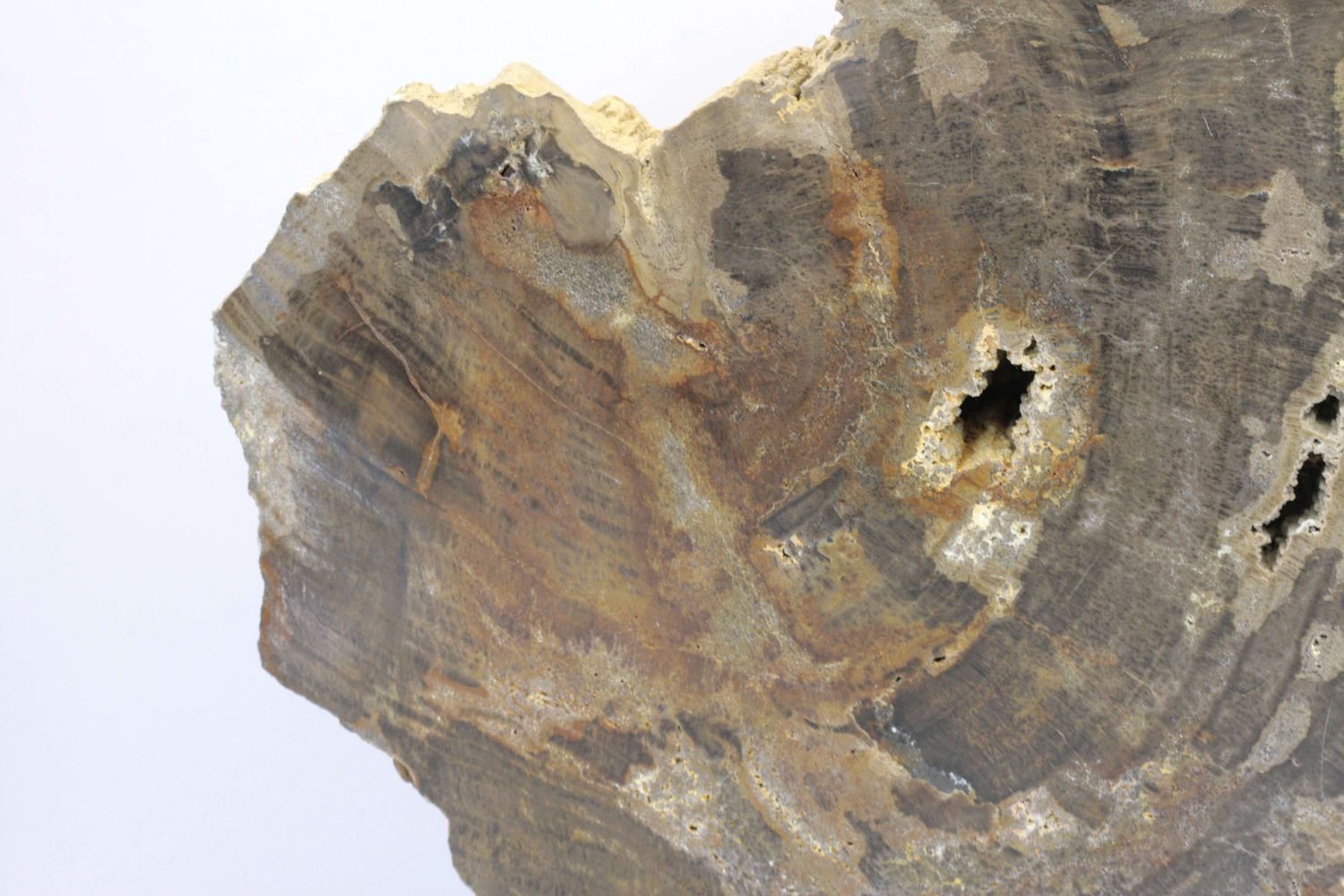 Araukarit – Bild 4