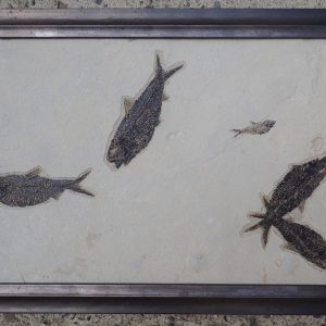 Versteinerte Fische