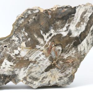 Araukarit