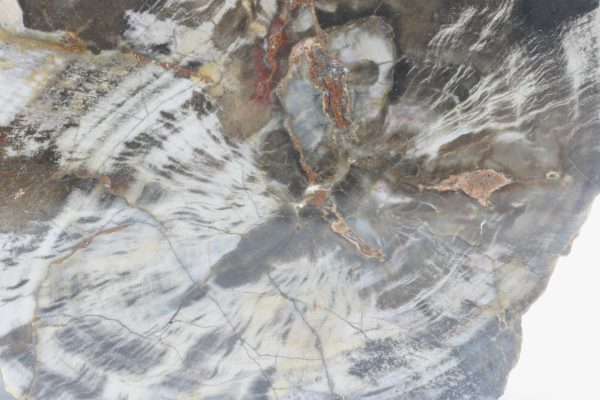 Araukarit – Bild 5