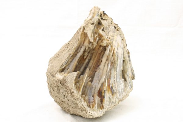Versteinerter Koralle – Bild 2