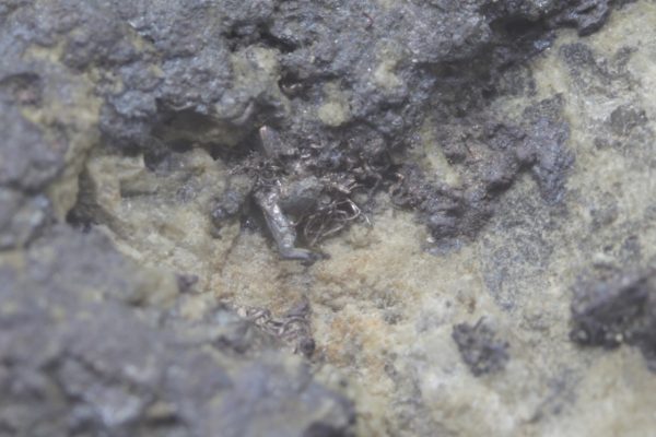 Silber, Argentit – Bild 9