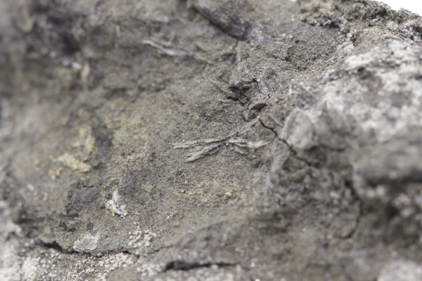 Brandholzit – Bild 10