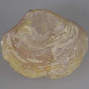 Opalisierte Muschel