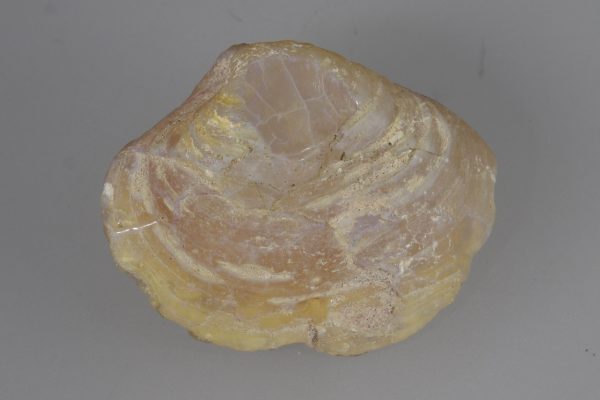 Opalisierte Muschel