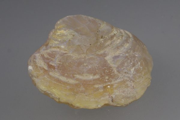 Opalisierte Muschel – Bild 3