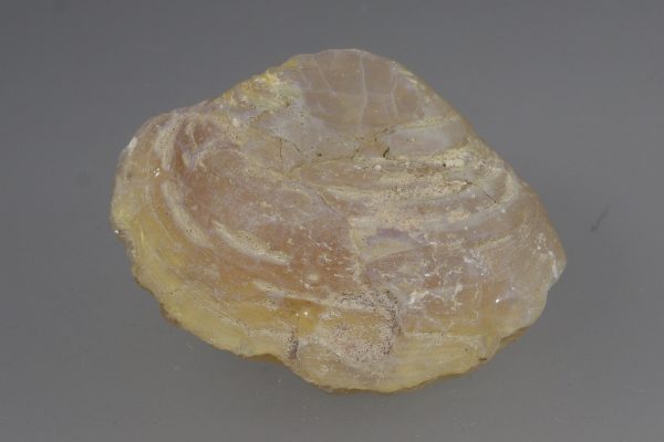 Opalisierte Muschel – Bild 4