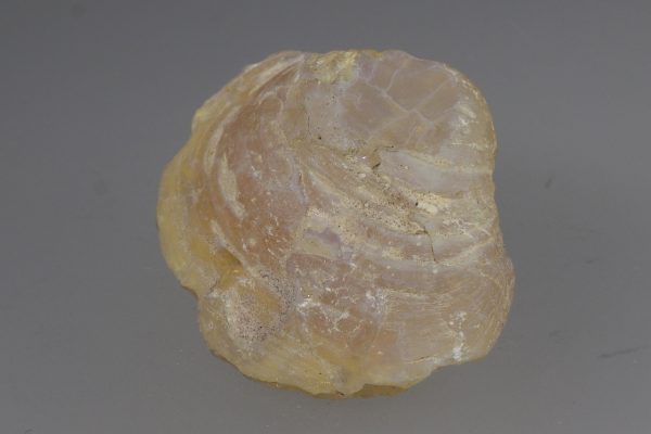 Opalisierte Muschel – Bild 5