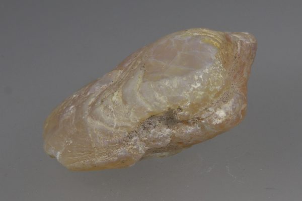 Opalisierte Muschel – Bild 6