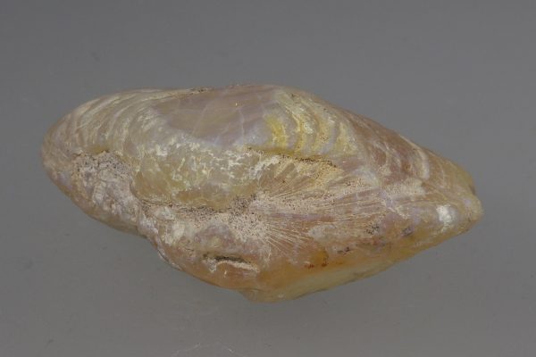 Opalisierte Muschel – Bild 7