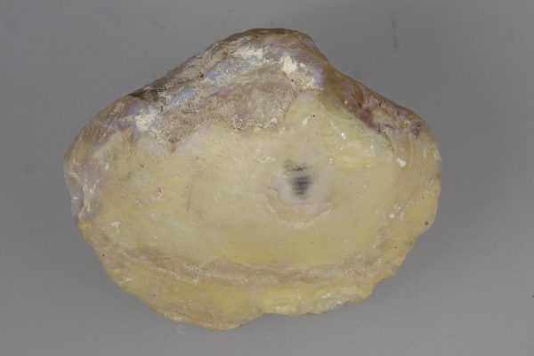 Opalisierte Muschel – Bild 8