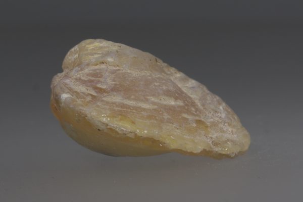 Opalisierte Muschel – Bild 9